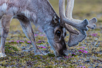 Svalbard - Spitzbergen