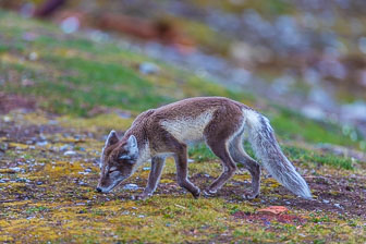 Svalbard - Spitzbergen