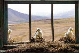 Svalbard - Spitzbergen