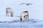Winter in Svalbard